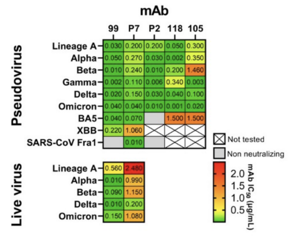 There are two grids -- an upper grid labelled "Pseudovirus" and a lower grid labelled "Live virus".

Rows are labelled with names of variants.  Columns are labelled with abbreviated names of the various antibodies (e.g. 99 for mAb99).

The Pseudovirus grid features Lineage A (which is what I have been calling "COVID Classic"), Alpha, Beta, Gamma, Delta, Omicron, BA5, XBB, SARS-CoV Fra1 (i.e. original SARS).

For the Live Virus grid, the rows are labelled Lineage A, Alpha, Beta, Delta, Omicron.

The Pseudovirus grid columns are labelled with 99, P7, P2, 118, and 105.  The Live Virus grid columns only has mAbs 99 and P7.

There are numbers in each of the boxes giving (I think!) a measure of how poor the column's antibody neutralized the row's variant.

Antibodies P2, 118, 105 were not tested for pseudovirus XBB, and 118 and 105 were not tested for pseudovirus SARS.

Antibody P2 did not neutralize BA5 (shown as a grey grid square with no number inside).  Antibodies 99 and P2 did not neutralize SARS -- only P7 did.

The other squares' background colours range from green (best) through yellow (medium) to orange (even worse) to red (worst).  

The Pseudovirus grid is mostly dark green (belove 0.1) or light green (under 0.3), with just a few exceptions.  118 against Gamma, 105/Lineage A and 105/Alpha are yellow or yellowish; 105/Beta, 105/BA5, and 118/BA5 are orange (with values around 1.5).

For the Live virus block, the 99 column is all green except for a yellow at 99/Lineage A; the P7 column is much less good.  P7/Lineage A is red (at almost 2.5), P7/Delta is light green (0.2), and the P7 against Alpha, Beta, and Omicron are all orange.